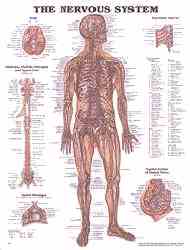 Human nervous system anatomy chart