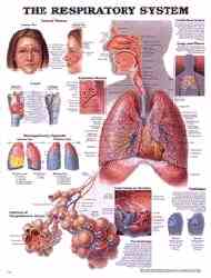 This respiratory system chart is like a breath of fresh air
