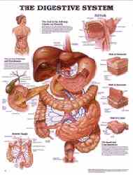 The digestive system explored in a handy chart