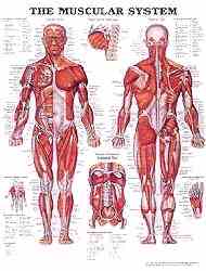 Muscles of the human body explored