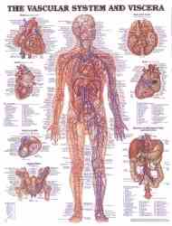 Anatomy of the vascular system and viscera
