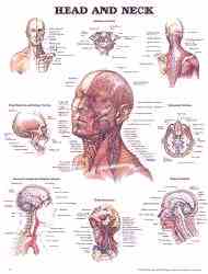 Anatomy of the human head and neck