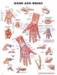 Anatomy of the human hand and wrist depicted