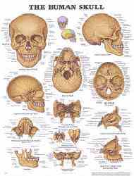Anatomical chart pictures skull from various angles