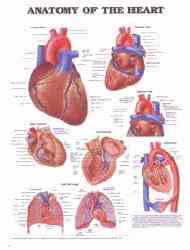 The Human heart anatomical chart - hey, it rhymes!