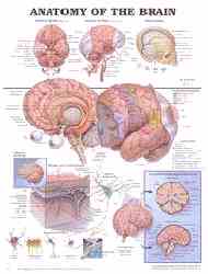 Pictures and details the parts of the human brain