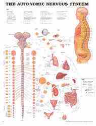 Anatomical chart of the autonomic nervous system