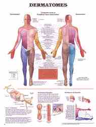 Anatomical chart of the human body's dermatomes