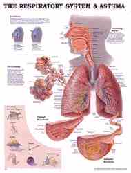 Anatomical chart is ideal patient education aid