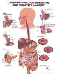 Pictures gastric, intestinal and digestive disorders