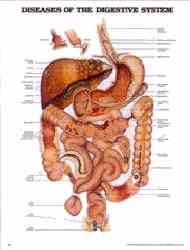 Anatomical chart of digestive system diseases