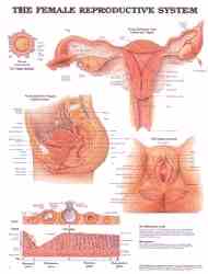 Pictures the female reproductive system and genitalia