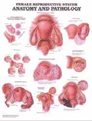 Female reproductive system anatomy and pathology