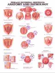 Anatomy and pathology of female external genitalia