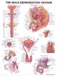Anatomical chart of the male genitalia