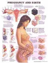 Great educational aid for teaching about pregnancy