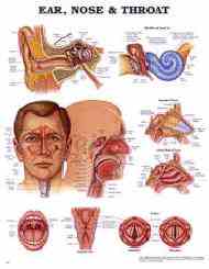 Human ear, nose and throat anatomical chart