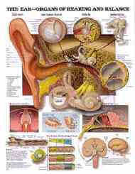 Hearing and balance organs of the human ear