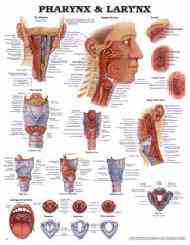 Anatomy of the human throat