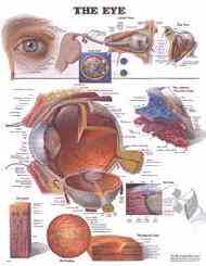 Take an in-depth look at the human eye