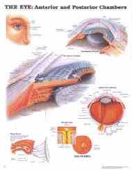 Anterior and posterior eye chambers reviewed