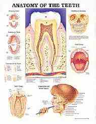 Anatomical Chart - Anatomy of the Teeth