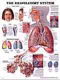 Breathe easy with this chart of the respiratory system