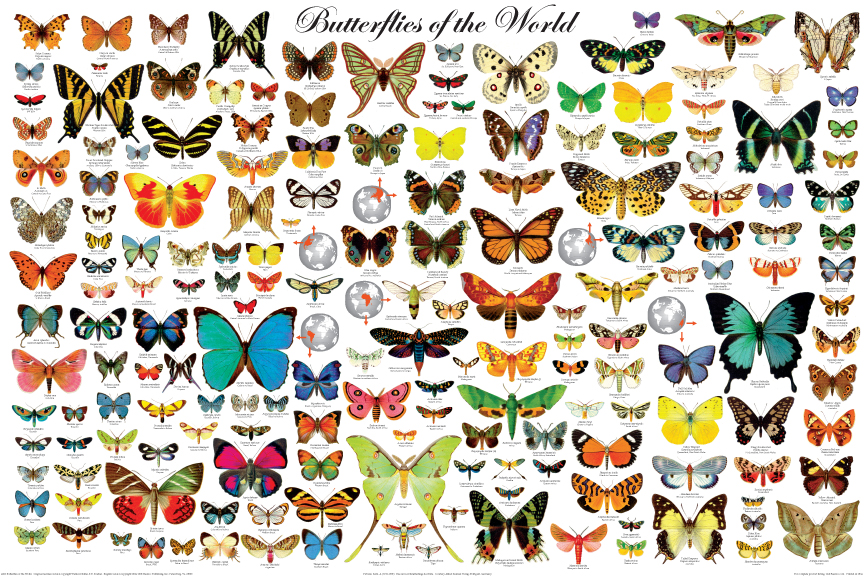 Butterflies Of The World Posters Insect Poster Picture Print