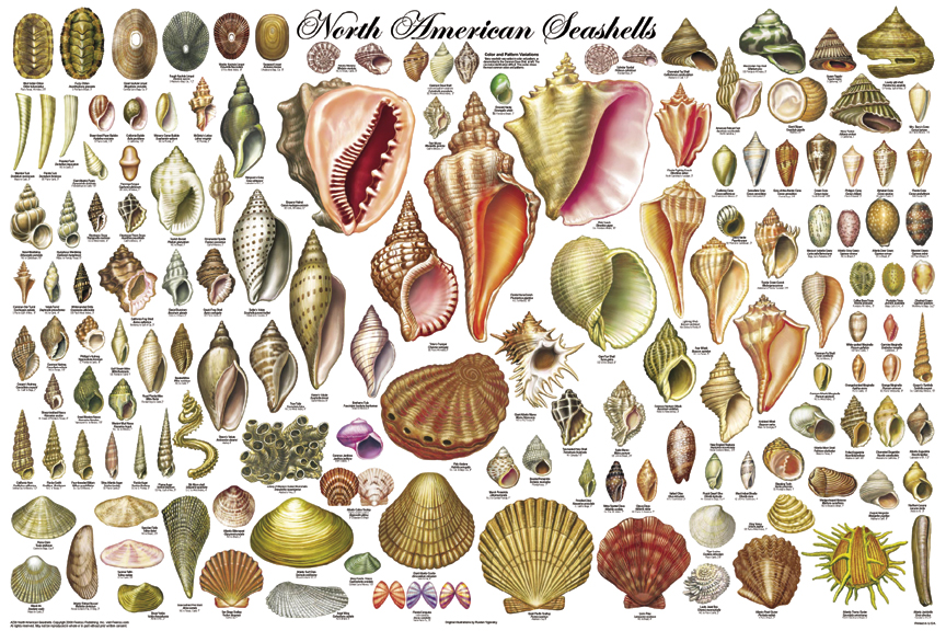 Tropical Sea Shells
