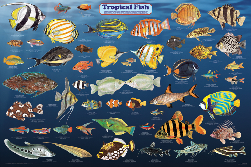 Tropical Fish Poster - Sea Life Posters, Pictures, Prints, Decor