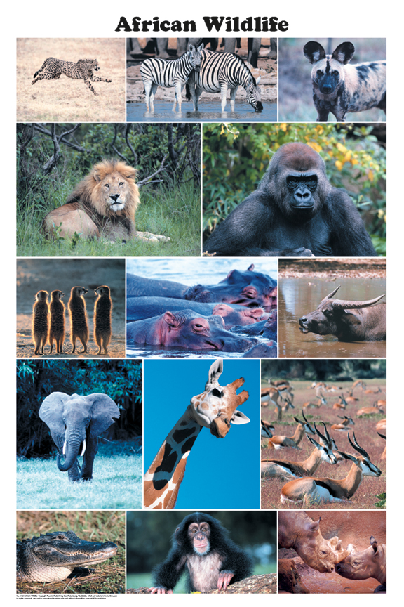 African Wildlife Poster