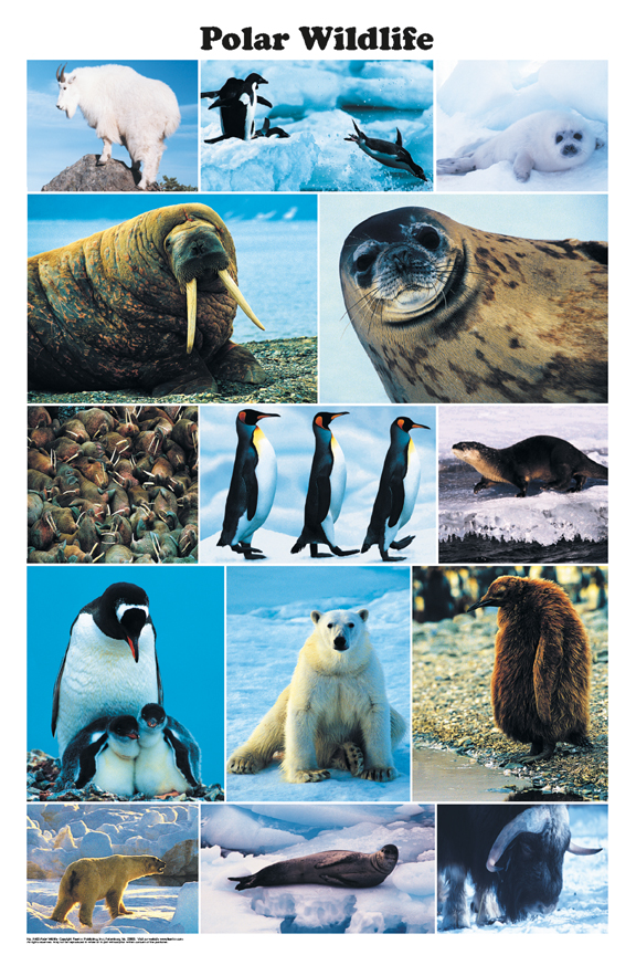 Polar Wildlife Poster