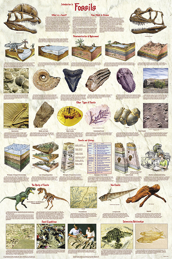 Introduction to Fossils Poster - Learn what fossils are, what they tell us.