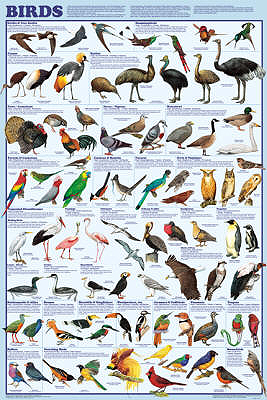 Bird Orders