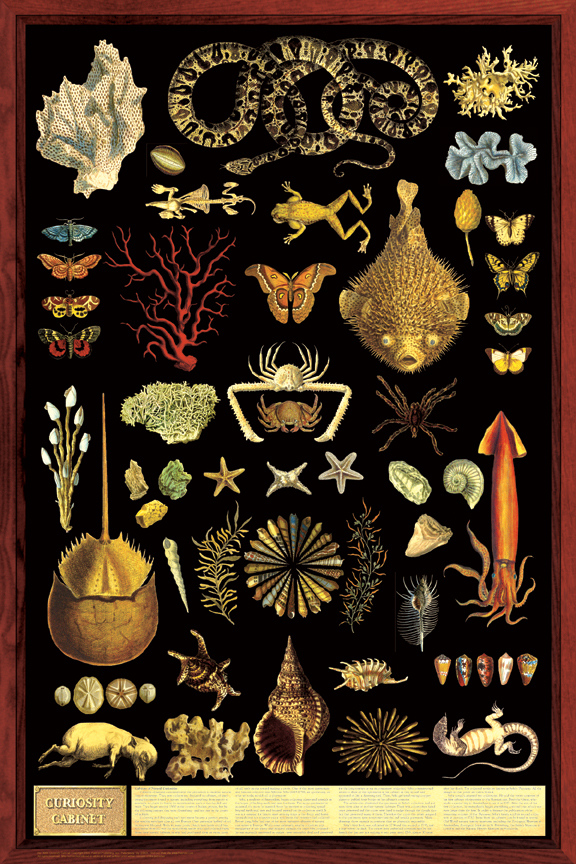 Curosity Cabinet Poster
