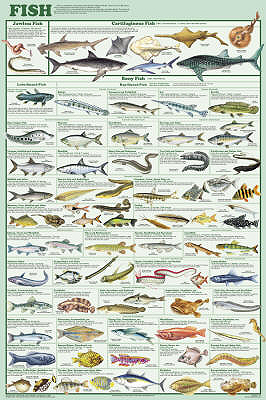 Fish Orders