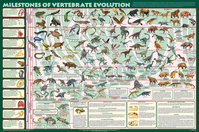 Evolution Tree Poster