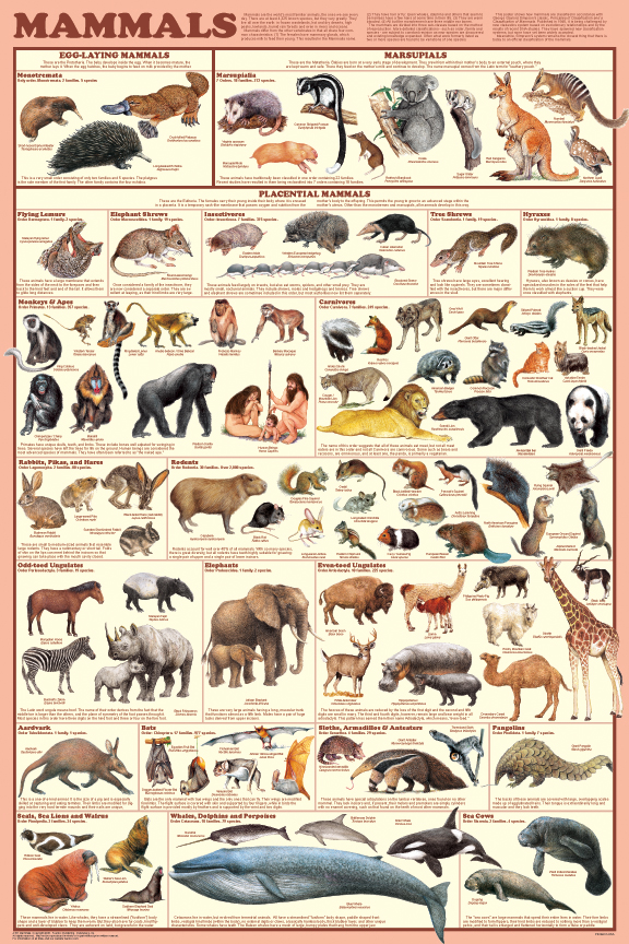 Mammal Orders poster shows 98 species.