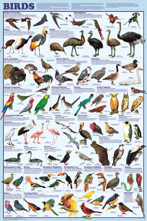 Bird Orders