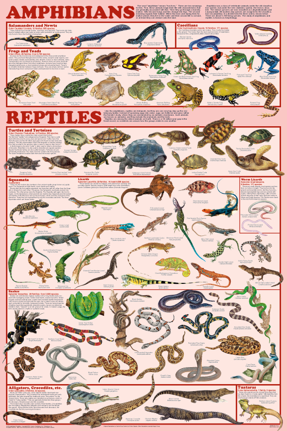 Mammal Orders poster shows 98 species.